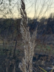 Calamagrostis epigejos