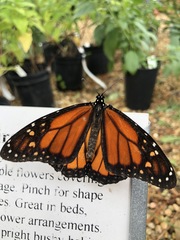 Danaus plexippus