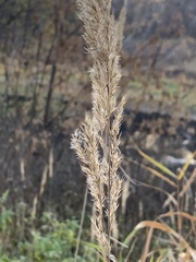 Calamagrostis epigejos