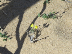 Linaria polygalifolia polygalifolia