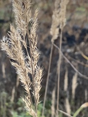 Calamagrostis epigejos