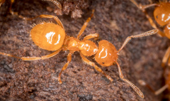 Acanthomyops