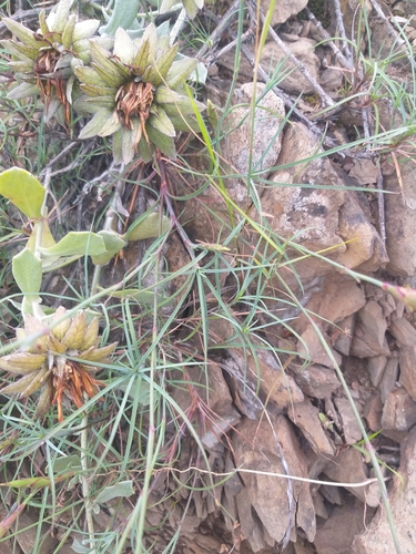Image of Dianthus caespitosus by no rights reserved