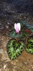Cyclamen graecum graecum