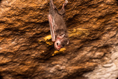 Emballonuridae