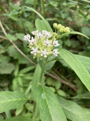 Asclepias nivea