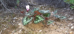 Cyclamen graecum graecum