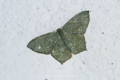 Maxates hemitheoides-lactipuncta-microdonta