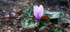 Cyclamen graecum graecum