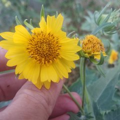 Verbesina encelioides