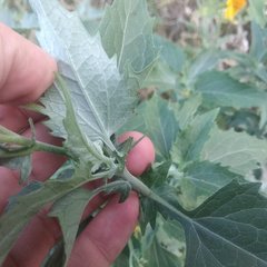 Verbesina encelioides