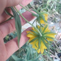 Verbesina encelioides