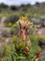 Pteronia hutchinsoniana