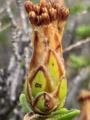 Pteronia hutchinsoniana