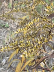 Solidago gigantea