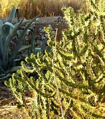 Austrocylindropuntia