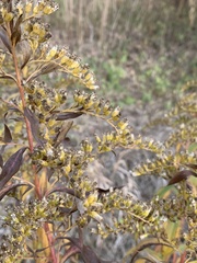 Solidago gigantea