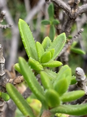 Pteronia hutchinsoniana