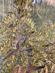 Solidago gigantea
