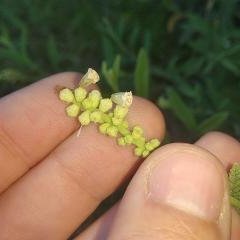 Varronia curassavica