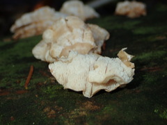 Osteina undosa