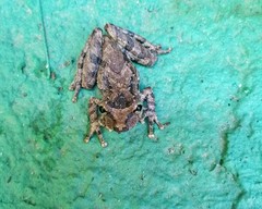 Scinax hiemalis