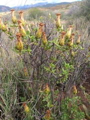 Pteronia hutchinsoniana