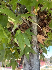 Liquidambar styraciflua