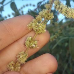 Asterohyptis stellulata