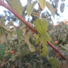 Asterohyptis stellulata