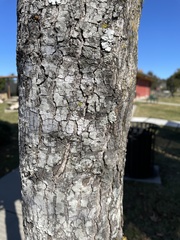 Liquidambar styraciflua