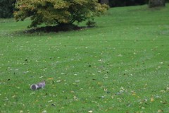 Sciurus carolinensis