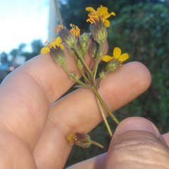 Simsia lagasceiformis