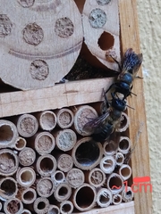 Megachile sculpturalis