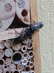 Megachile sculpturalis