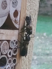 Megachile sculpturalis