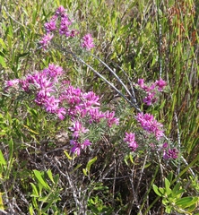 Indigofera hannariae