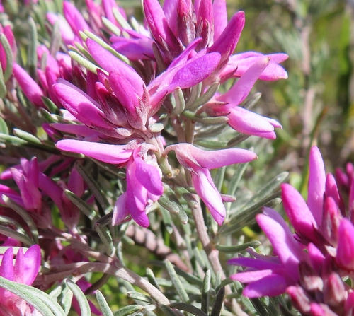 Image of Indigofera hannariae by (c) linkie, some rights reserved (CC BY)