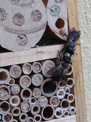 Megachile sculpturalis