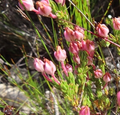 Erica excavata