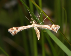 Platyptilia calodactyla
