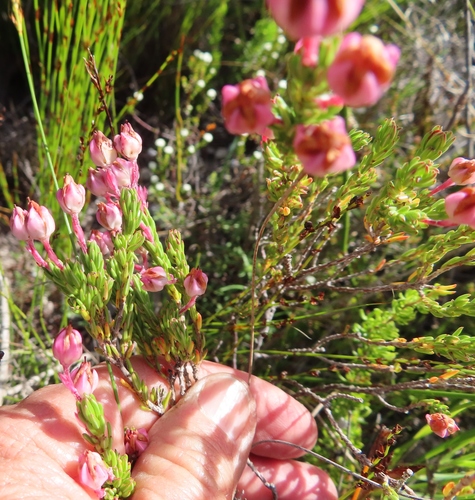 Image of Erica excavata by (c) linkie, some rights reserved (CC BY)