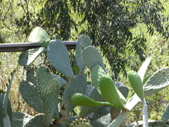 Opuntia oricola
