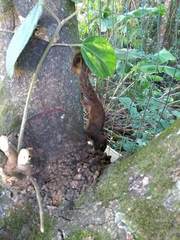 Sciurus aestuans ingrami