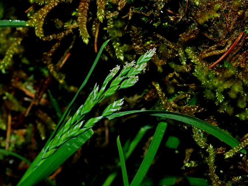 Poa pratensis iNat (2)
