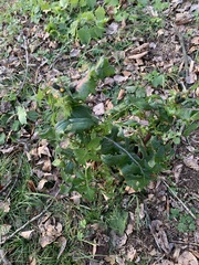 Sonchus oleraceus