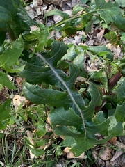 Sonchus oleraceus