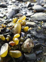 Adenocystis utricularis