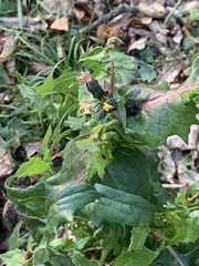 Sonchus oleraceus