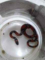 Oxyrhopus guibei